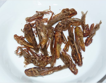 Criquets en vrac - insectes comestibles